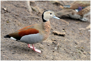 Pato de collar Calloneta leucophrys