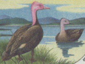 Pato de cabeza rosada Rhodonessa caryophyllacea
