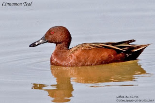 Pato colorado Anas cyanoptera