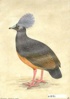 Choiseul pigeon
