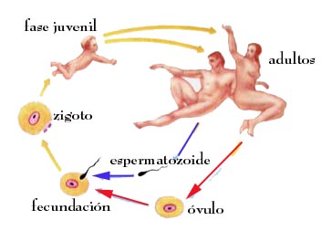Que esto si sobre el miembro viril los pequeños lunares
