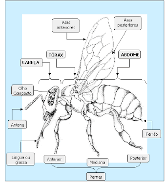Morfologia externa corpo abelha