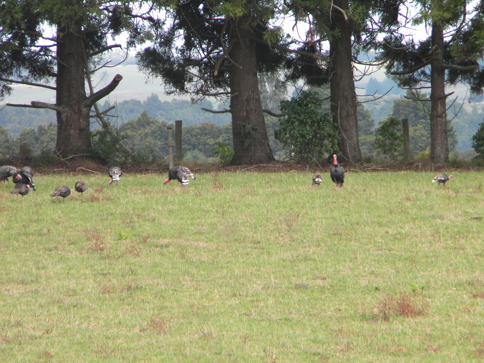 [123+turkeys+road+to+Kaikohe.JPG]