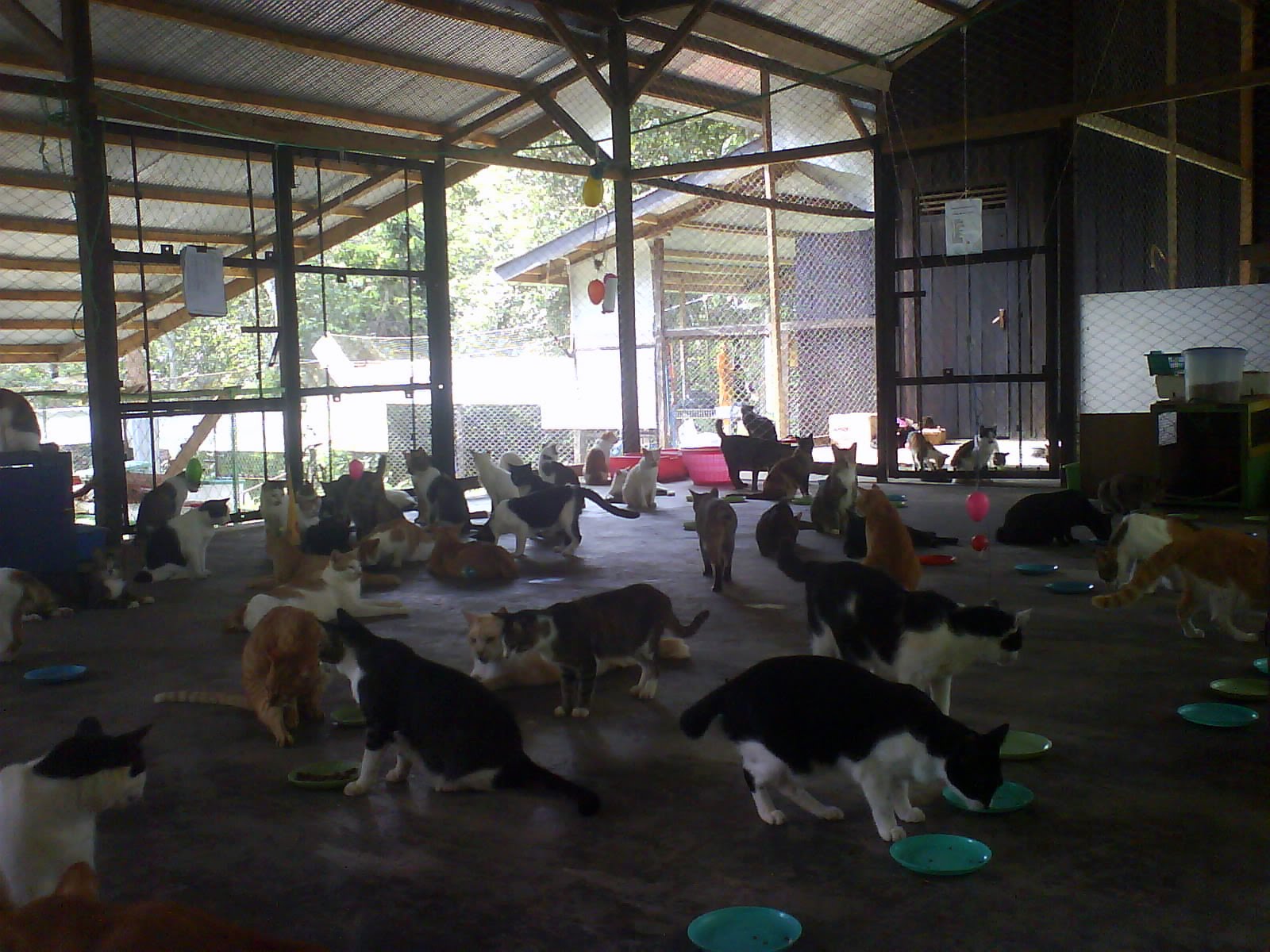 Rumah Kucing Tentang Rumah Kucing