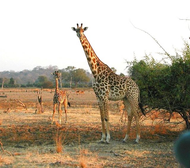 paisaje LOS ANIMALES TERRESTRES