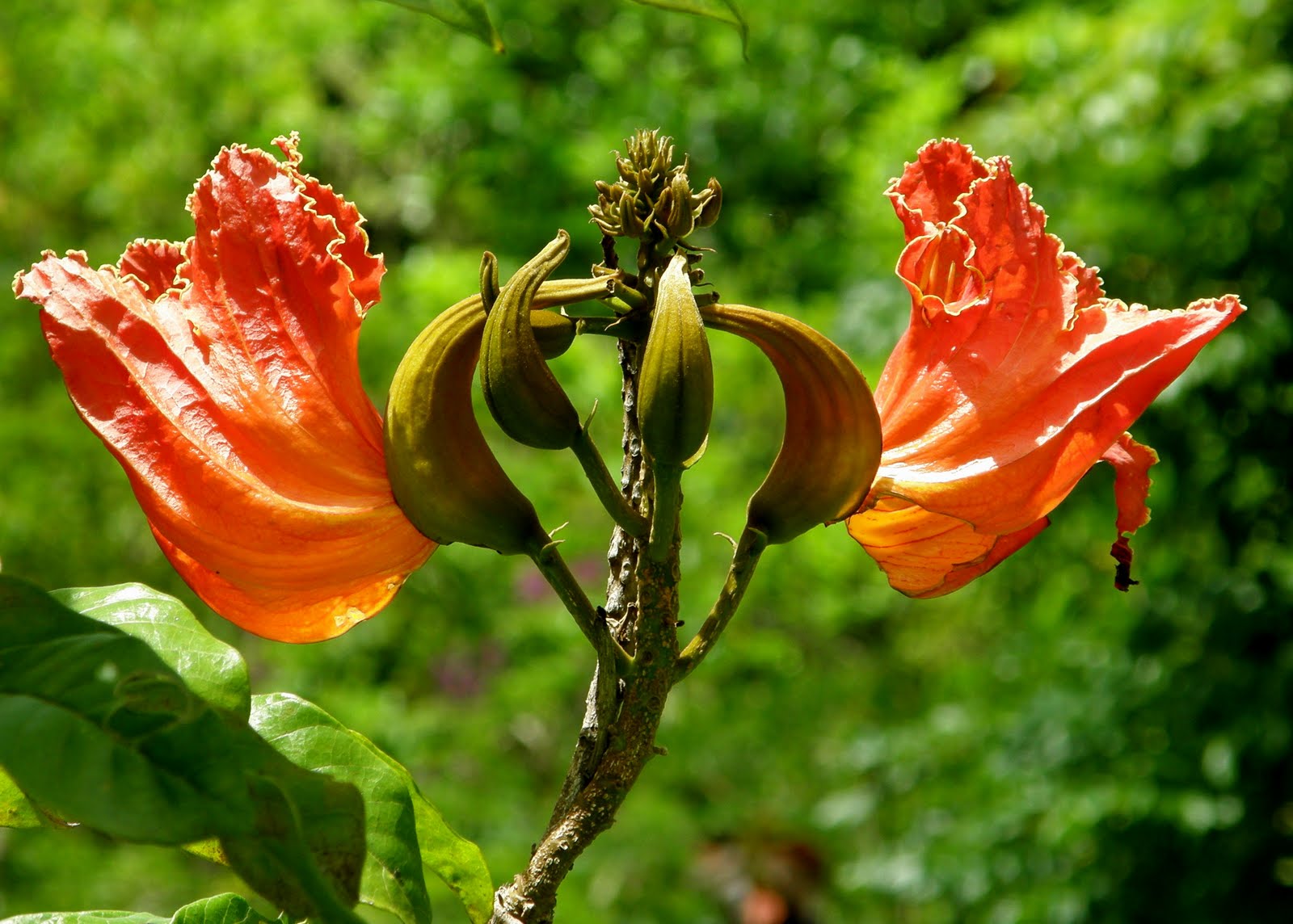 A Bajan Tour Girl Exploring Barbados The Flora and Fauna of Barbados