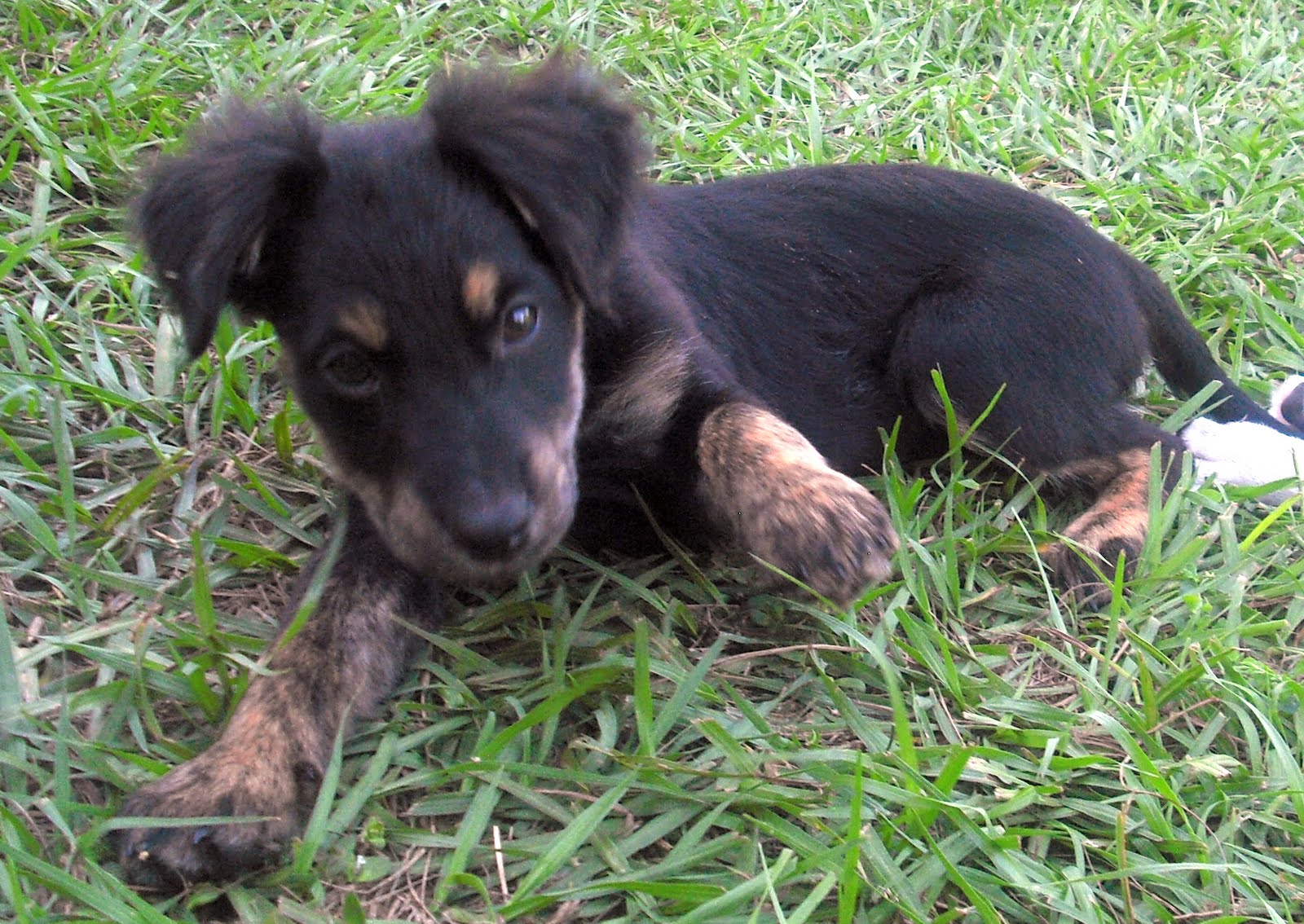 poppit puppies 7 border collies puppies oh my the liberator poppit puppies 7 border collies puppies oh my the liberator