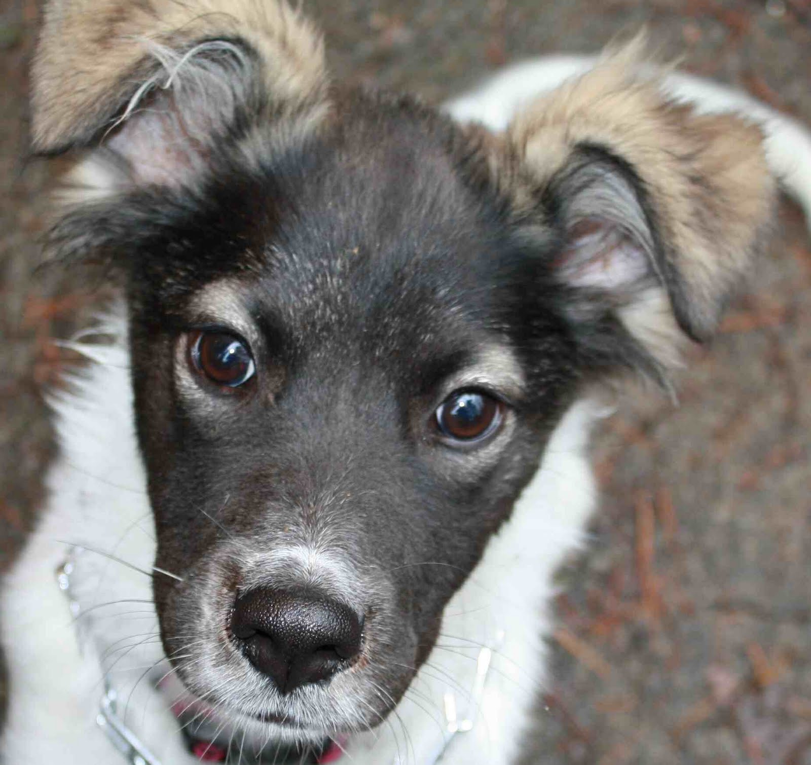 Noodle the Caribou in Atlanta The Dog Liberator™