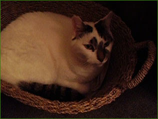 Sam in his basket...finally