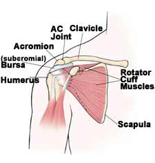 Shoulder