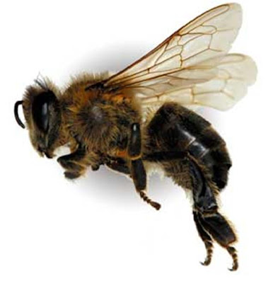 كل ماتريد معرفته عن النحل بالشرح والصور Bees+6