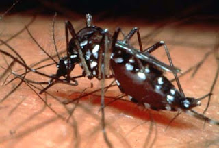 Aedes aegypti