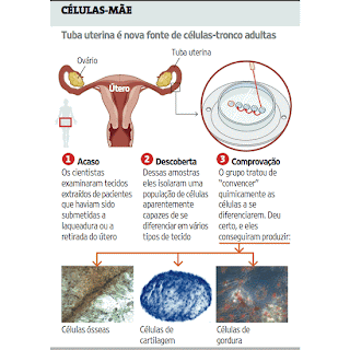 Descoberta células-tronco na tuba uterina