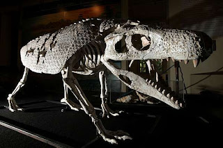 Reconstituição do Armadillosuchus, um crocodilo que vivia no deserto.