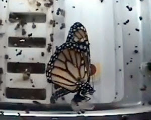 Borboleta monarca emerge de sua crisálida no espaço