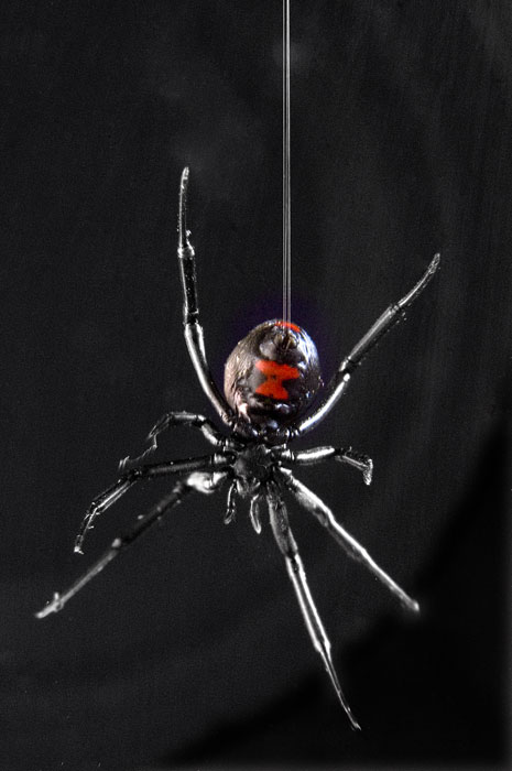 [blackwidow4.jpg]