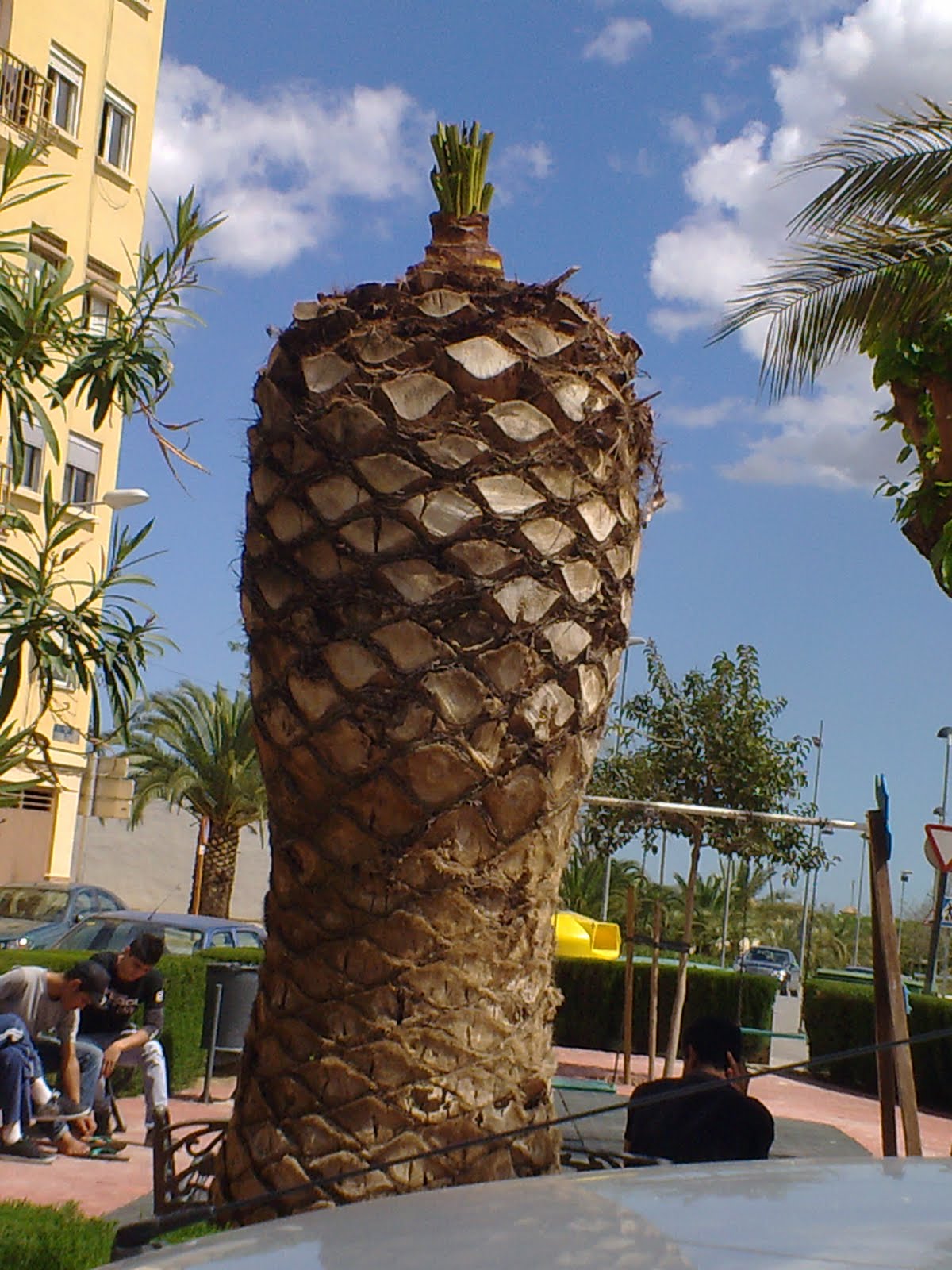 Poda y Tala de Arboles y Palmeras en Valencia: Saneamiento Mecánico o