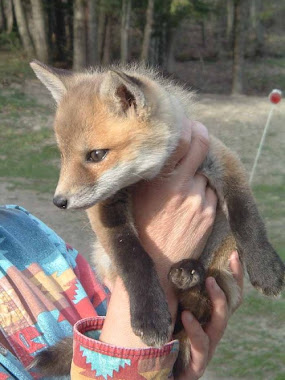 fox wood rehab