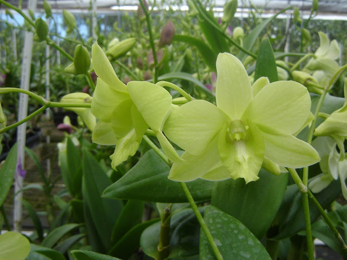 Dendrobium Dragon Jade