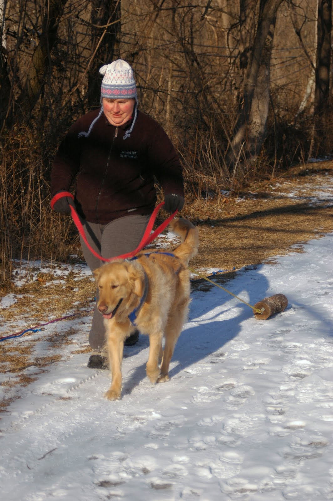 Maryland Sled Dog Adventures LLC Training Your Dog to Pull Run What