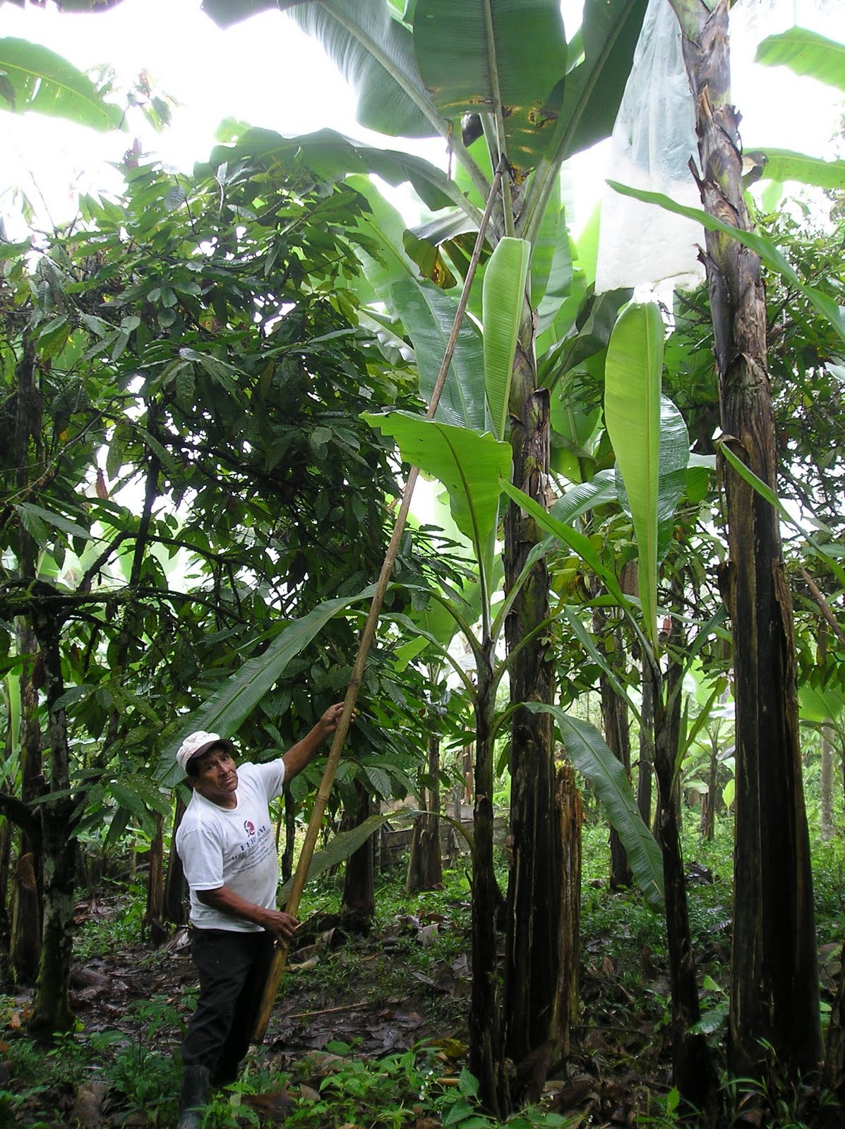 Fair Trade Oakland The Banana Wars and Fair Trade