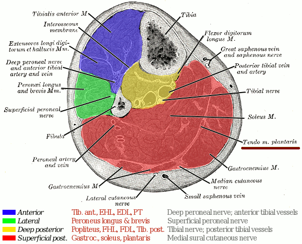 Westy's Running: Plantaris Anatomy