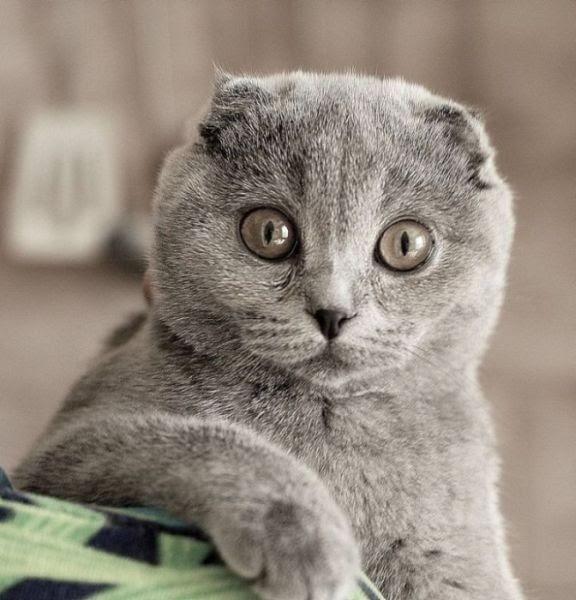 Cats With No Ears Cat with no ears 4