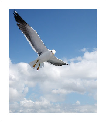 Sang Cammar Agung Jonathan Livingston Seagull