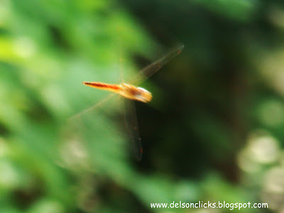 Dragonflies+mating+season