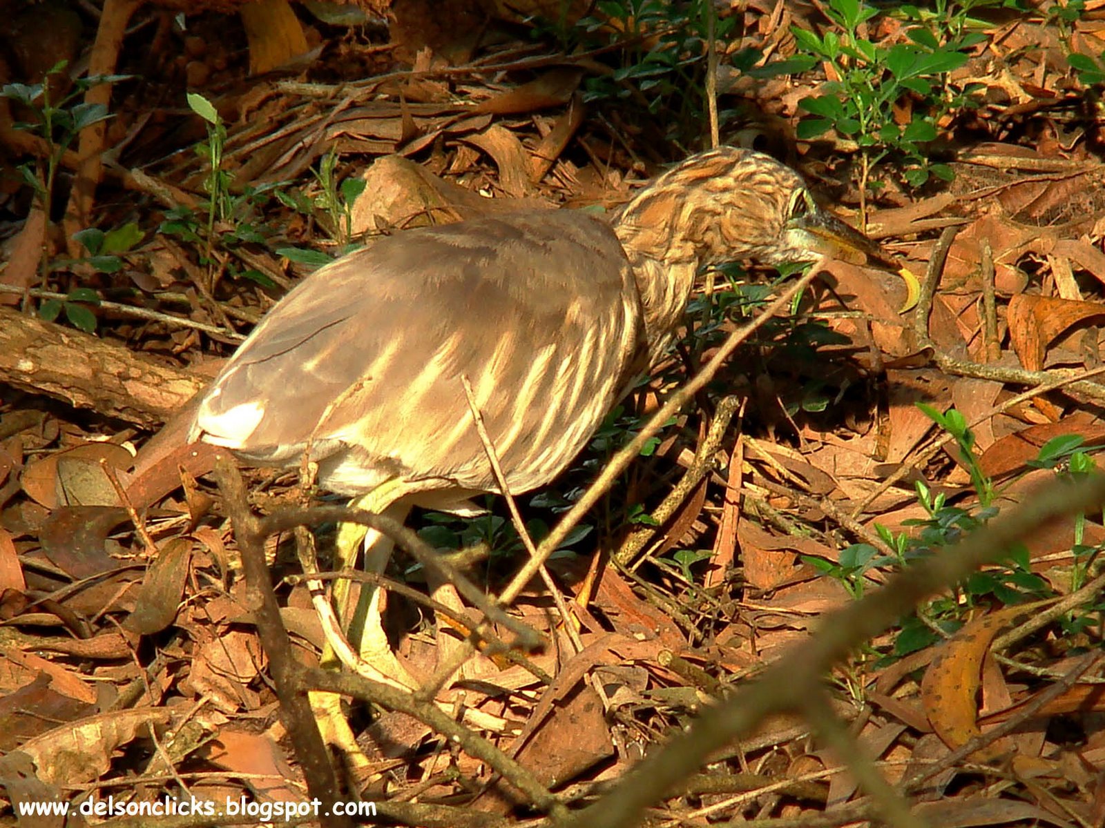 [Indian+Pond+Heron+1.jpg]