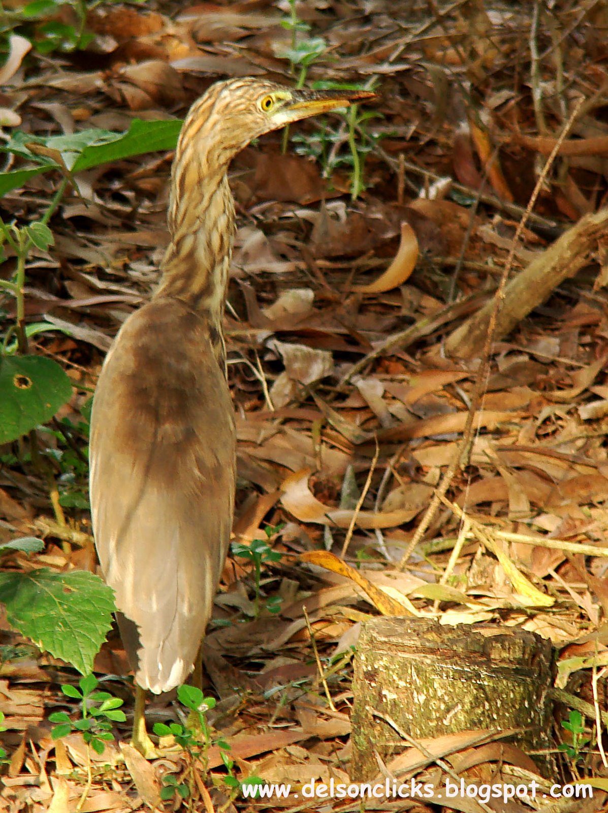 [Indian+Pond+Heron.jpg]