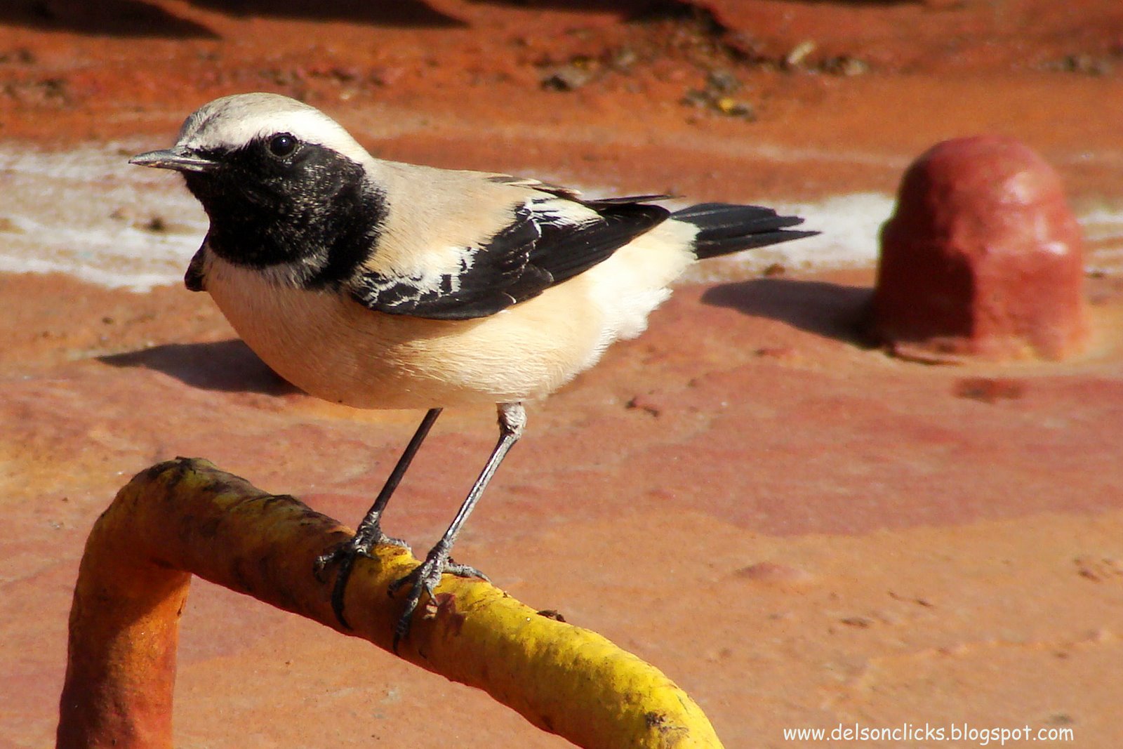 [desert+wheatear.jpg]