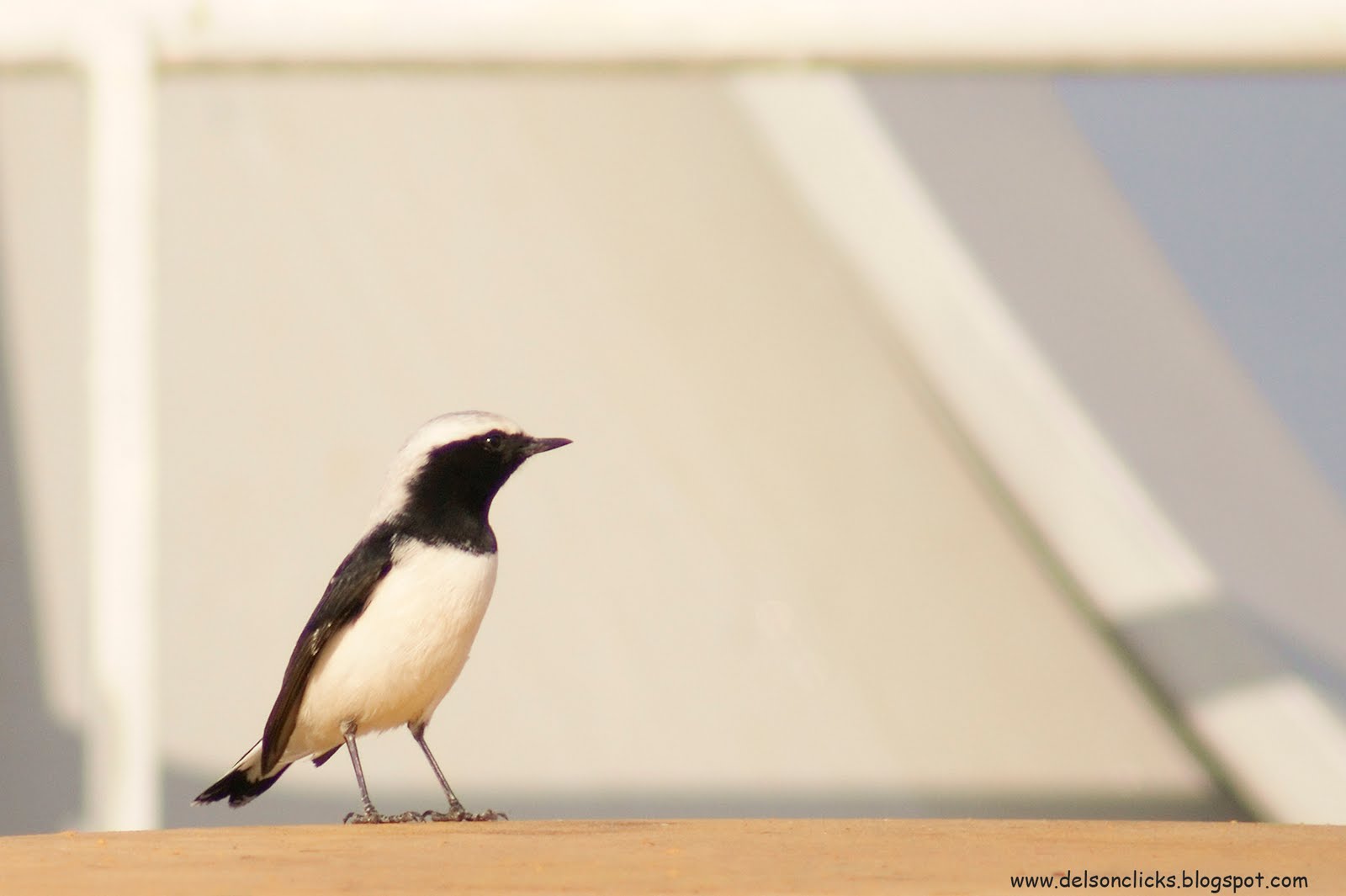 [black+white+bird+chat.jpg]