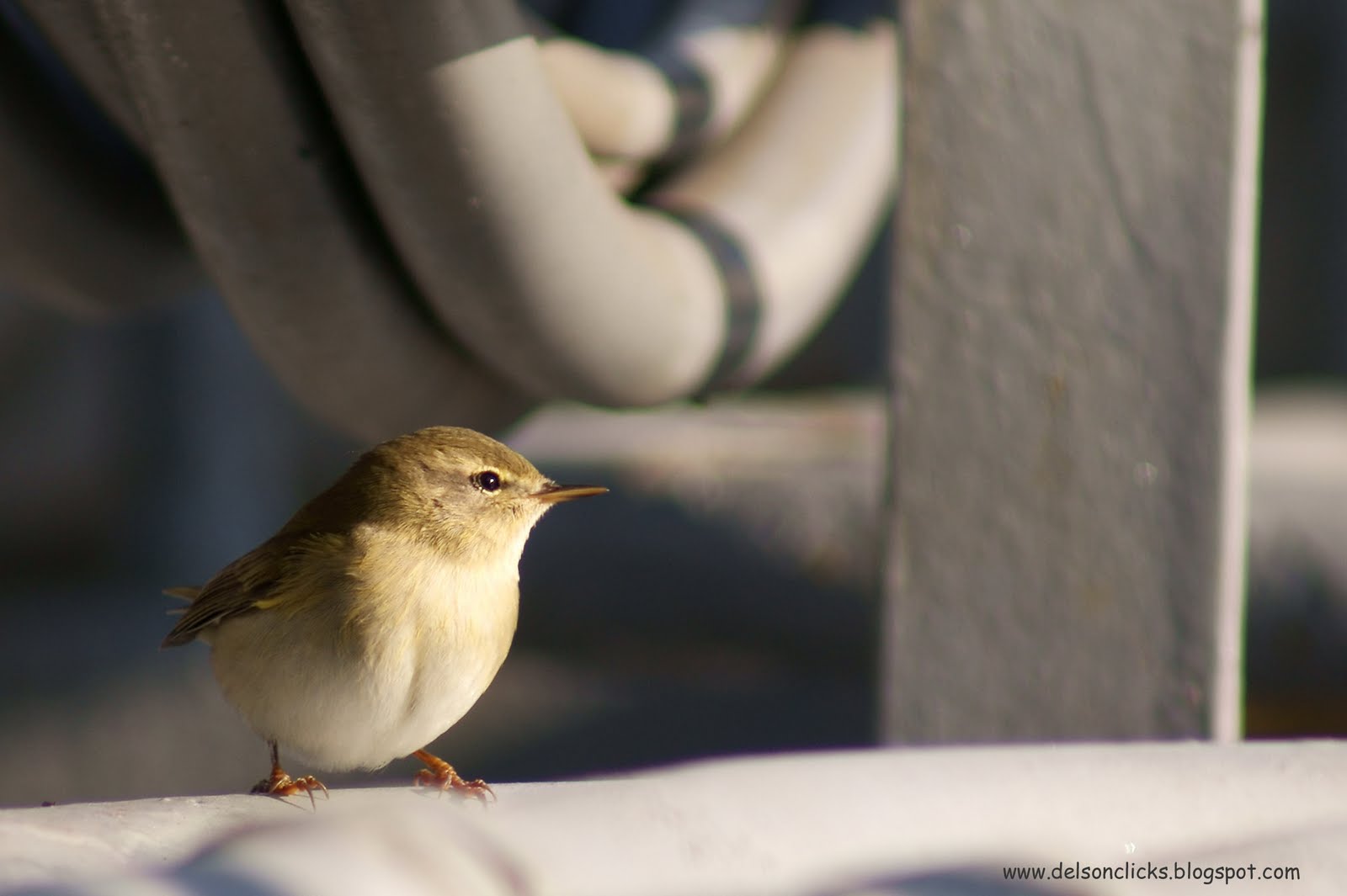 [unknown+bird+at+sidi+kerir+warbler+like.jpg]