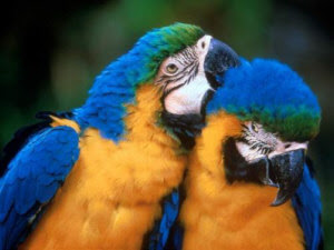 Características da mata atlântica