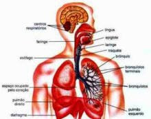 Órgãos do corpo humano