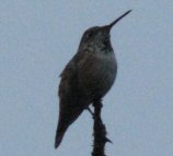 [2010MarchJoyBlogResize.jpg]