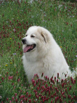 [SallyinCloverBlog.jpg]