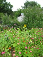 [2009June21+ZinniaswithVitexBlog.jpg]