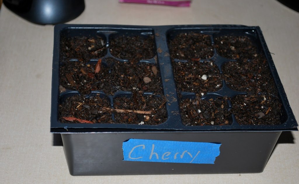 From Seed To...... Growing Cherries From Seeds