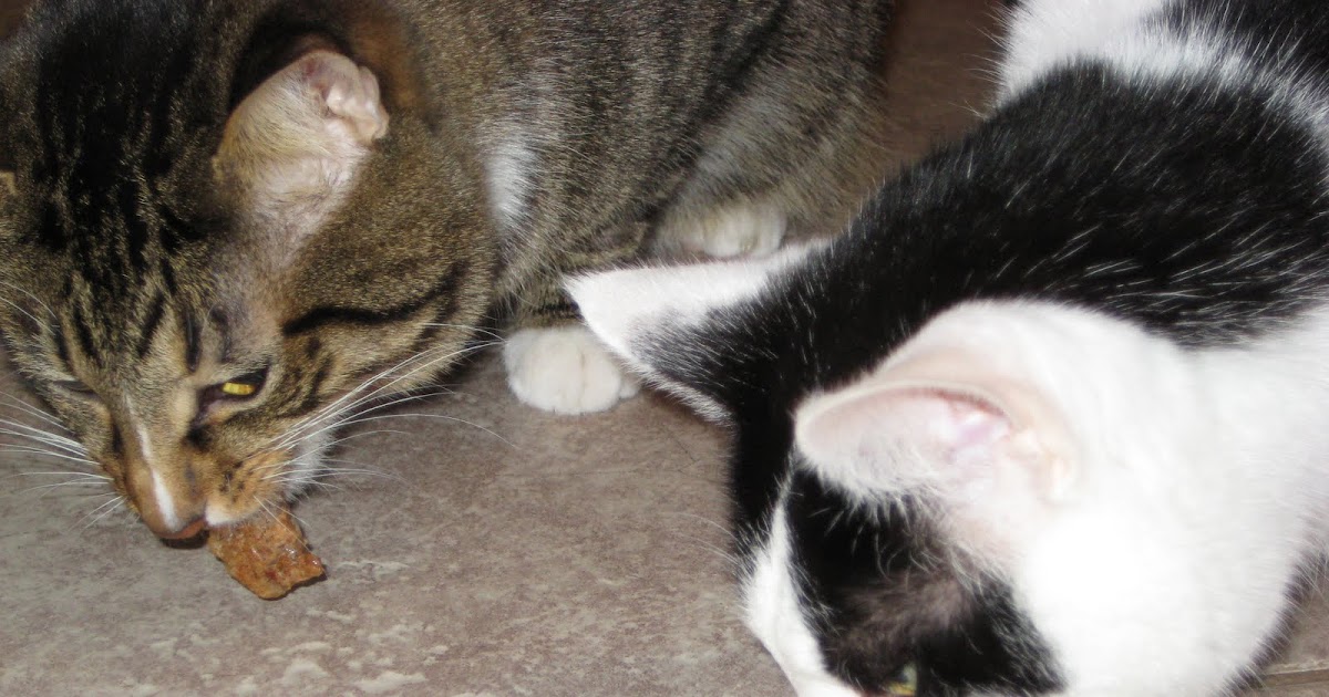 CHAZSTARR Homemade Hypoallergenic Cat Food and Treats