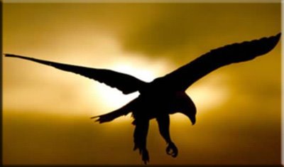 [aguila1.jpg]