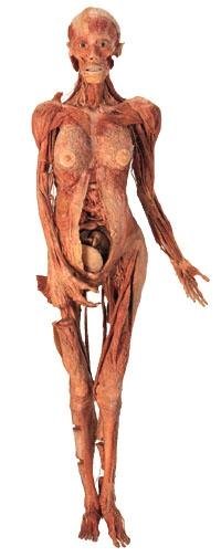 [PLASTINACIÃ N-GUNTHER+VON+HAGENS.bmp]