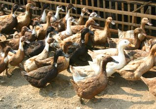 budidaya bebek peking