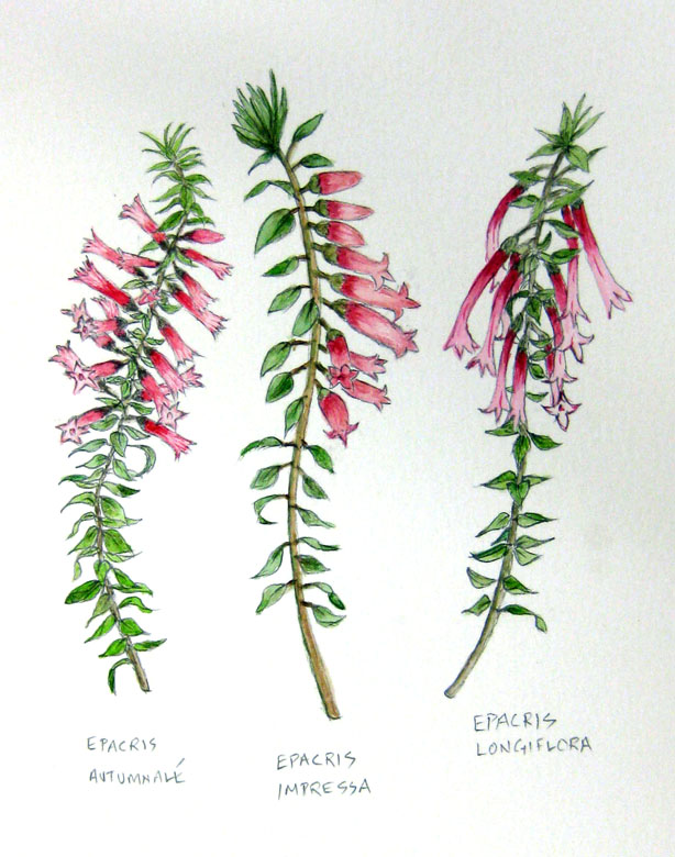 Botanic Art Classes Botanical Art Greeting Cards