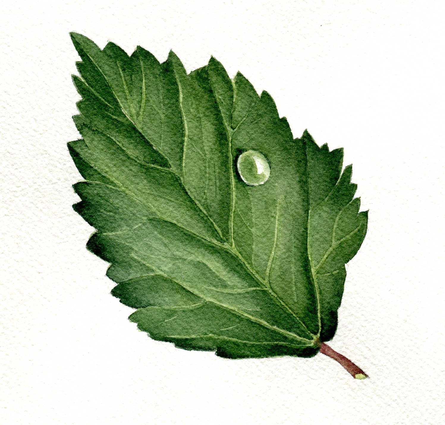 Botanic Art Classes November 2010