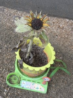 小学一年生さっちゃんのミニひまわりの観察日記 ７月４日 ひまり 枯れちゃたかな
