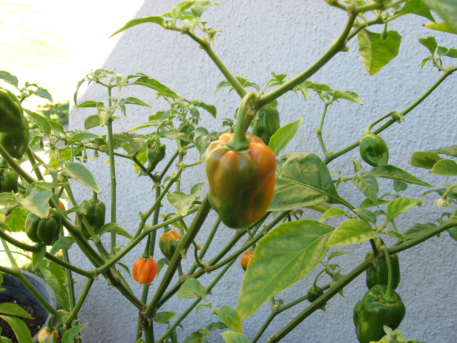 HOT SAUCE JUNKIE Habanero Plants Still going strong