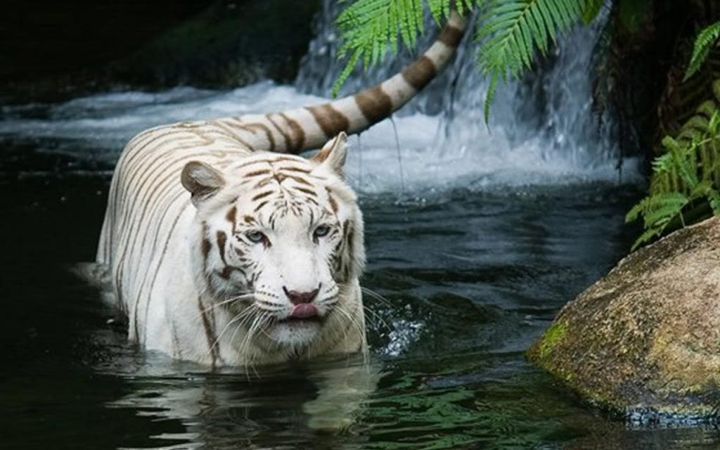 tigers wallpapers. White Tiger white tiger wallpapers. tigers wallpapers. White Tiger