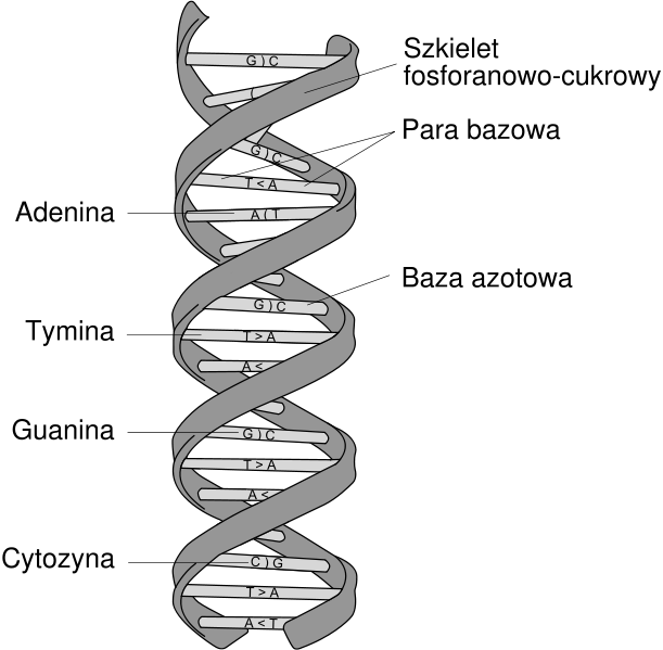 DNA MOLECULE STRUCTURE LABELED
